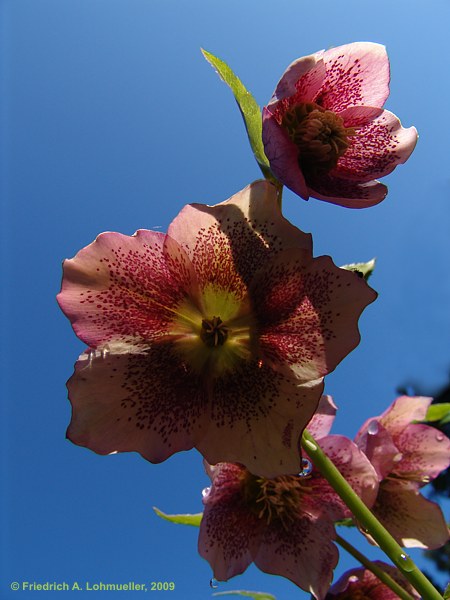 Helleborus x hybridus