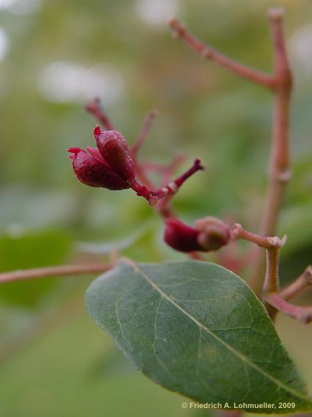 Euodia hupehensis