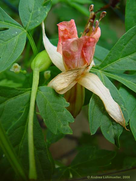 Cardiospermum halicacabum