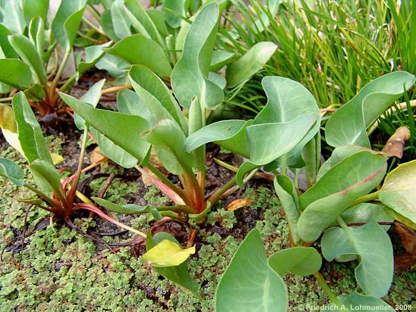 Anemopsis californica