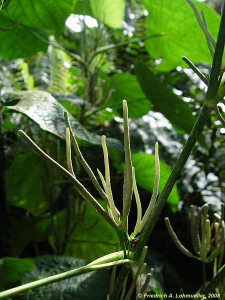 Pellionia begoniifolia