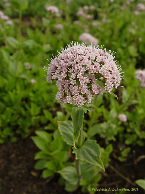 Valeriana montana