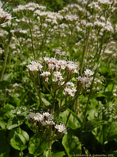 Valeriana montana