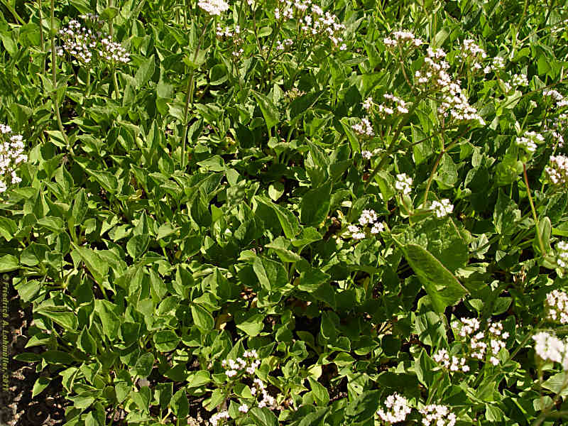 Valeriana montana