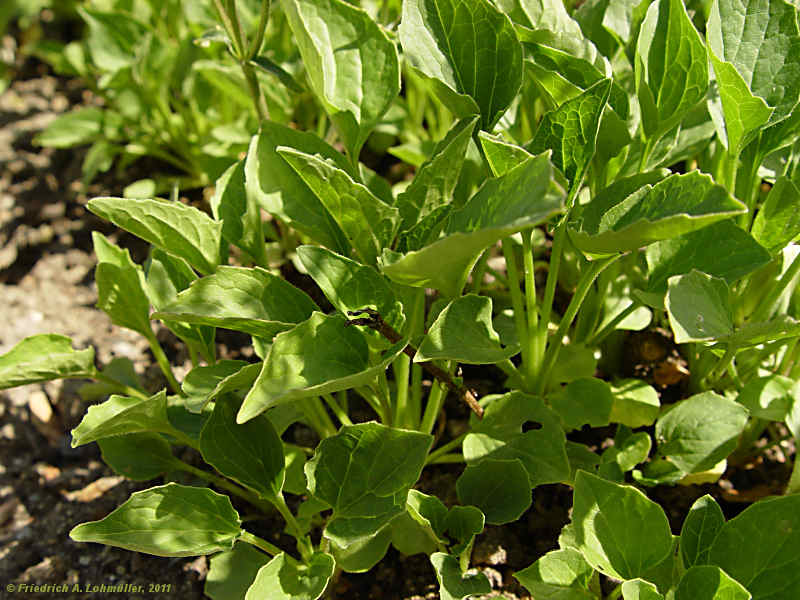 Valeriana montana