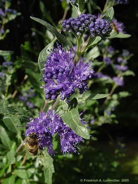 Caryopteris incana