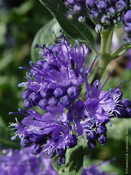 Caryopteris incana