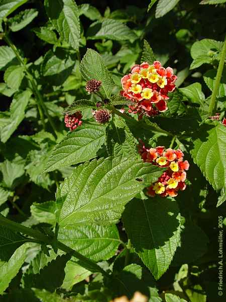 Lantana camara