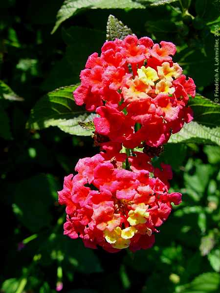 Lantana camara