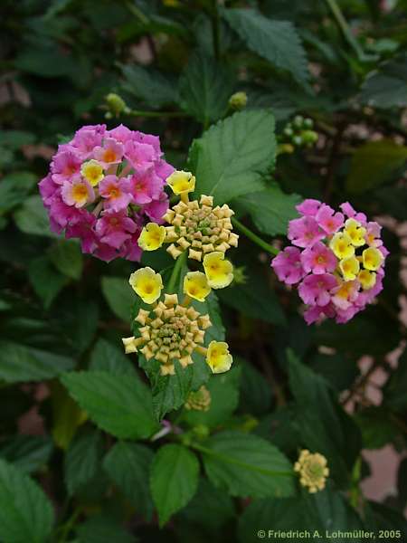 Lantana camara