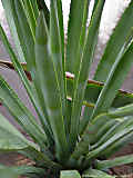Agave vivipara var. vivipara, Agave angustifolia