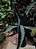 Agave gypsophila