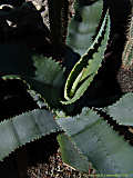 Agave gypsophila