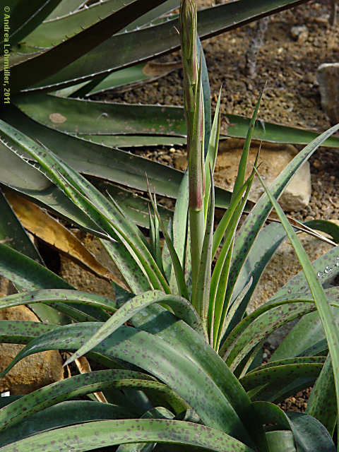 Agave maculosa