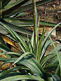 Agave maculosa