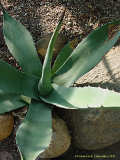 Agave asperrima subsp. asperrima, Agave scabra