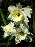 Narcissus spec.