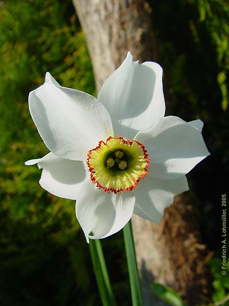 Narcissus spec.