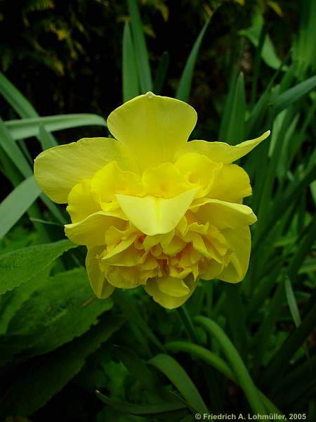 Narcissus spec.