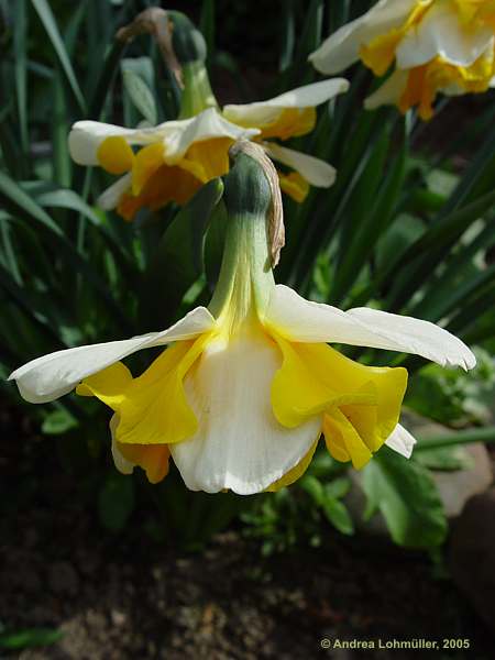 Narcissus spec.