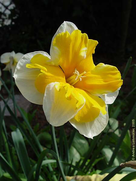 Narcissus spec.