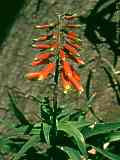 Aloe cilearis