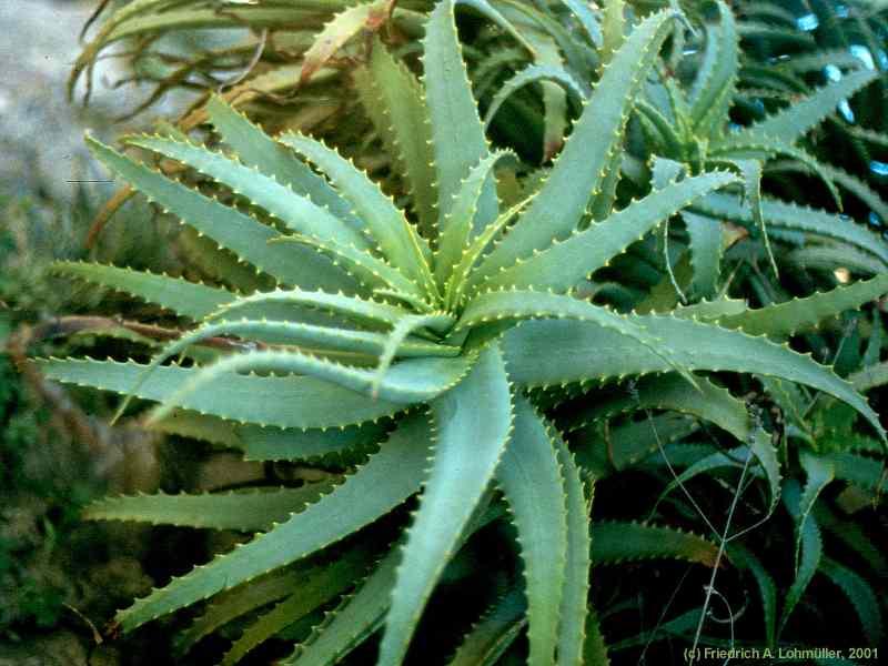 Aloe Arborescens Asphodelaceae Friedrich A Lohmueller Photo Gallery Flowers And Plants 1630