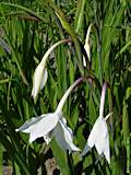 Gladiolus callianthus
