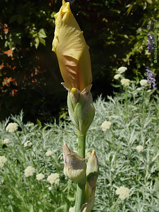 Iris barbata-elatior