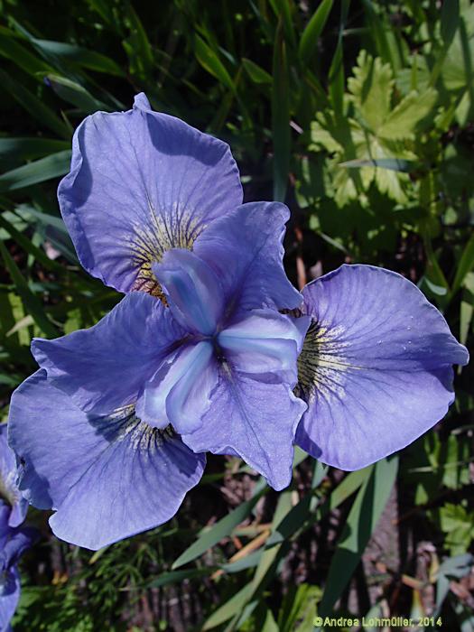 Iris x Cambride