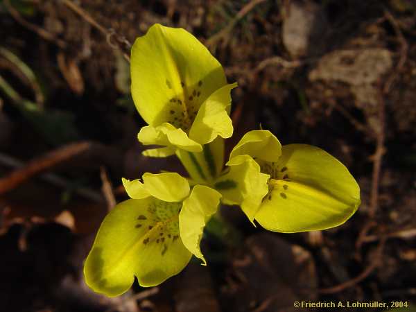 Iris danforiae