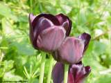 Tulipa - tulip - Tulpe