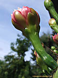 Cereus validus, Cereus forbesii