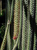 Disocactus flagelliformis, Aporocactus flagriformis