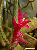 Disocactus flagelliformis, Aporocactus flagriformis
