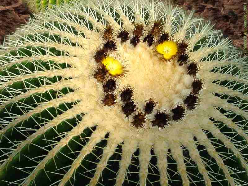 Echinocactus grusonii HILDM.