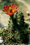 Echinocereus scheeri ssp. gentryi