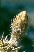 Echinoopsis aurea