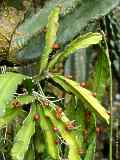 Lepismium monacantha