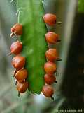 Lepismium monacantha, Acanthorhipsalis monacantha