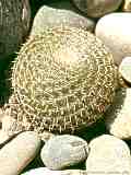 Mammillaria microthele