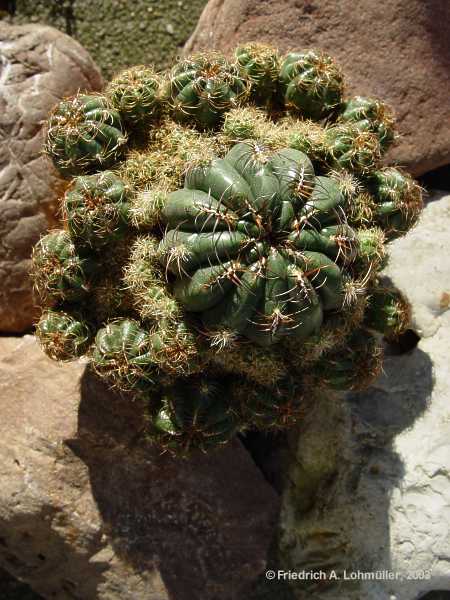 Oroya peruviana var.minima