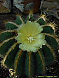 Parodia magnifica, Eriocactus magnificus