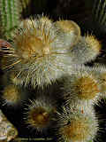 Parodia alacriportana, Notocactus buenekeri