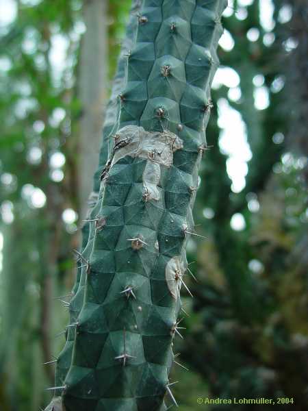 Rauhocereus riosaniensis
