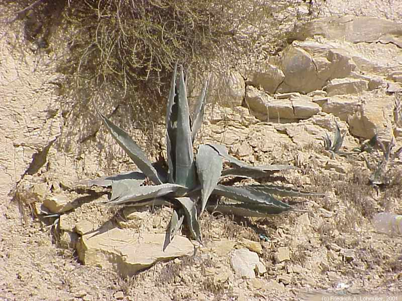 Agave ameriacana L. 