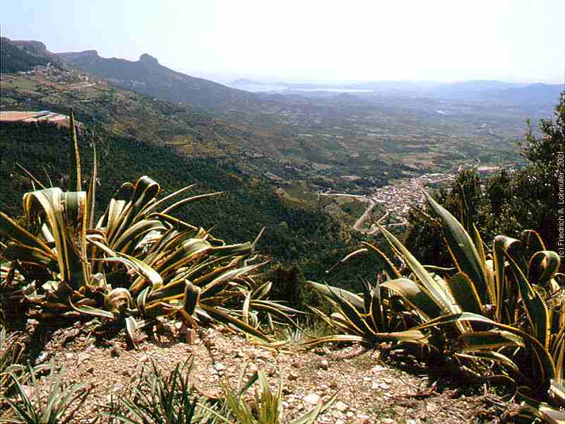 Agave americana var. marginata L.