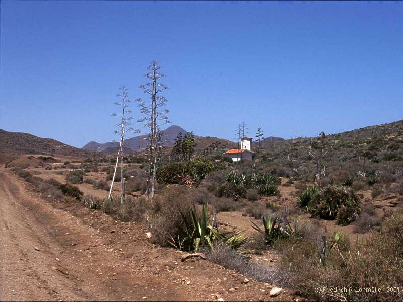 Agave ameriacana L.