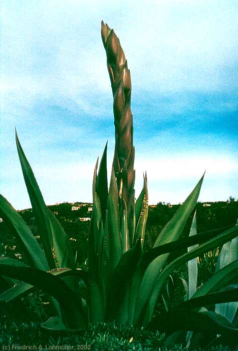 Agave ameriacana L.