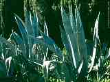 Agave americana